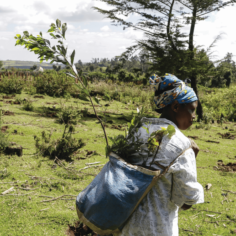Great Green Wall Initiative Africa tree-planting Corporate Knights