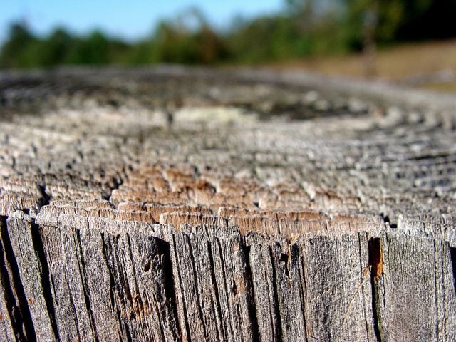 fencepost. showing growth rings by Martin LaBar. Creative Commons cc-by-nc 2 licence.