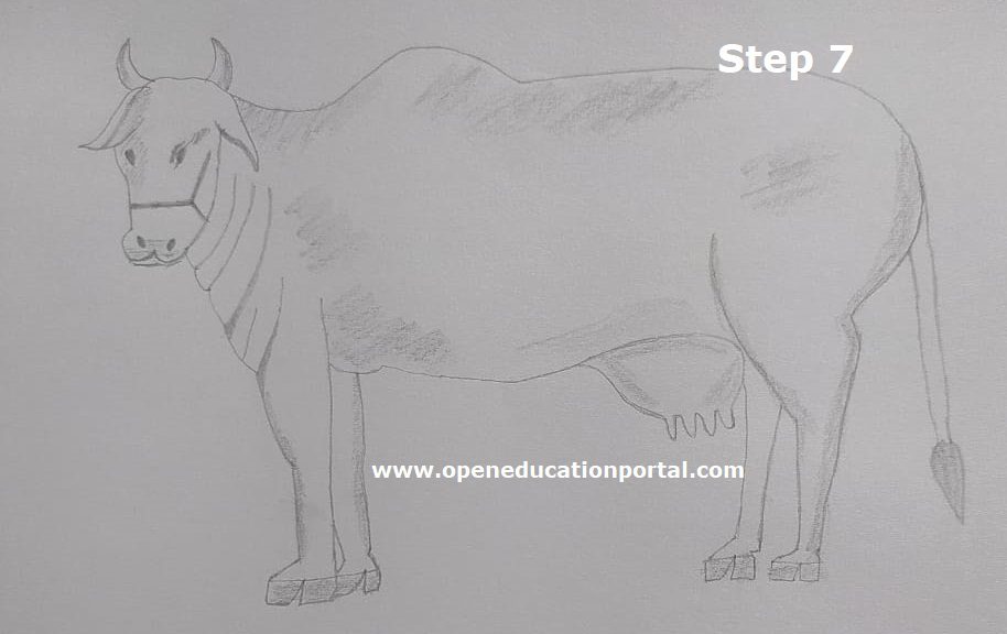 how-to-draw-cow-s7