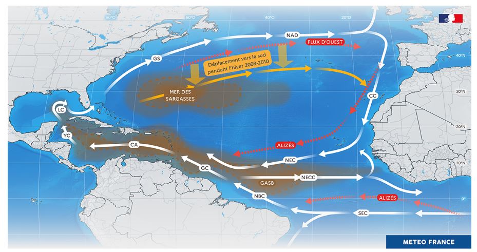 Fig1. Situation actuelle des Sargasses dans l’Atlantique Nord