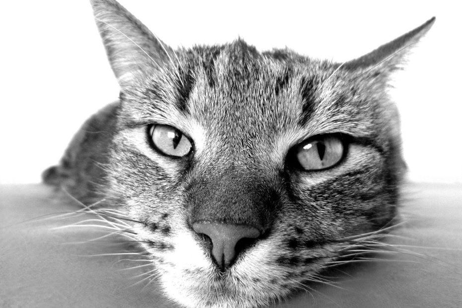 Lipidose Hepatique Chez Le Chat Comment La Diagnostiquer Et Que Faire