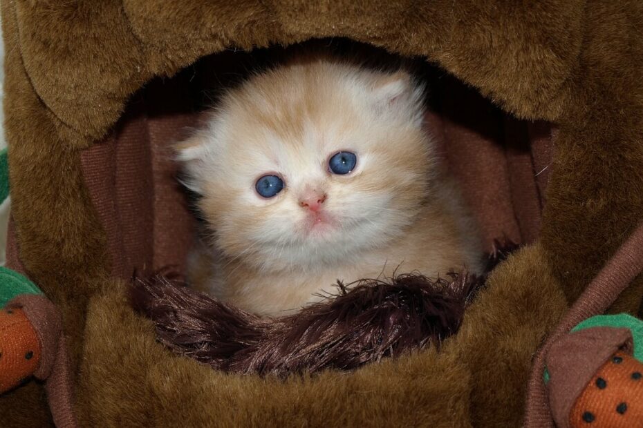 nourrir un chaton d'une semaine