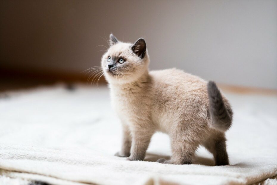 comment nourrir un chaton de 1 mois