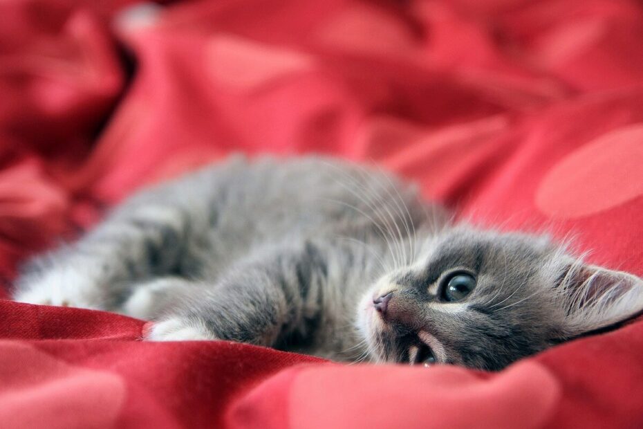 quand donner des croquettes à un chaton