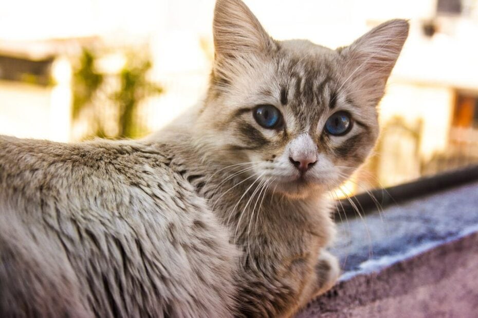 comment nourrir un chat sans dent