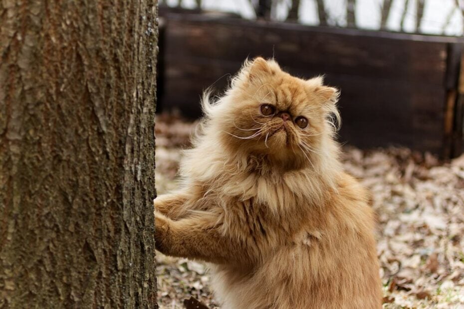 Bien nourrir son chat persan