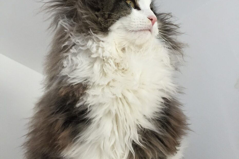 nourrir son chat norvegien