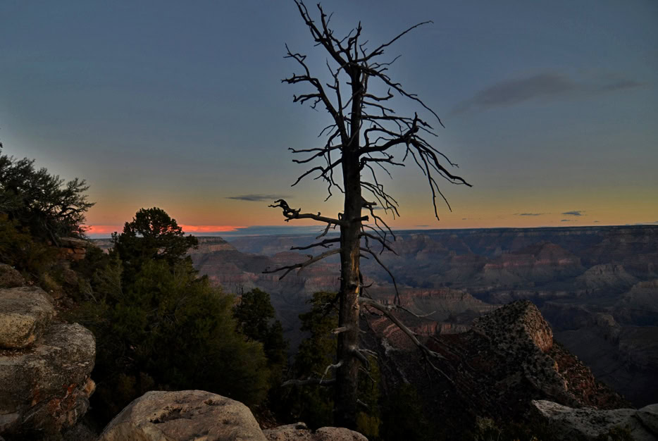 A dead tree growing within the  rocks of the Grand Canyon