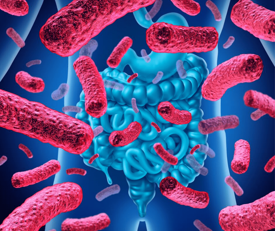 Bacteria Illustration-The image of bacteria and digestive system