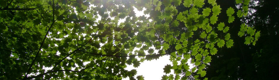 without fear trees