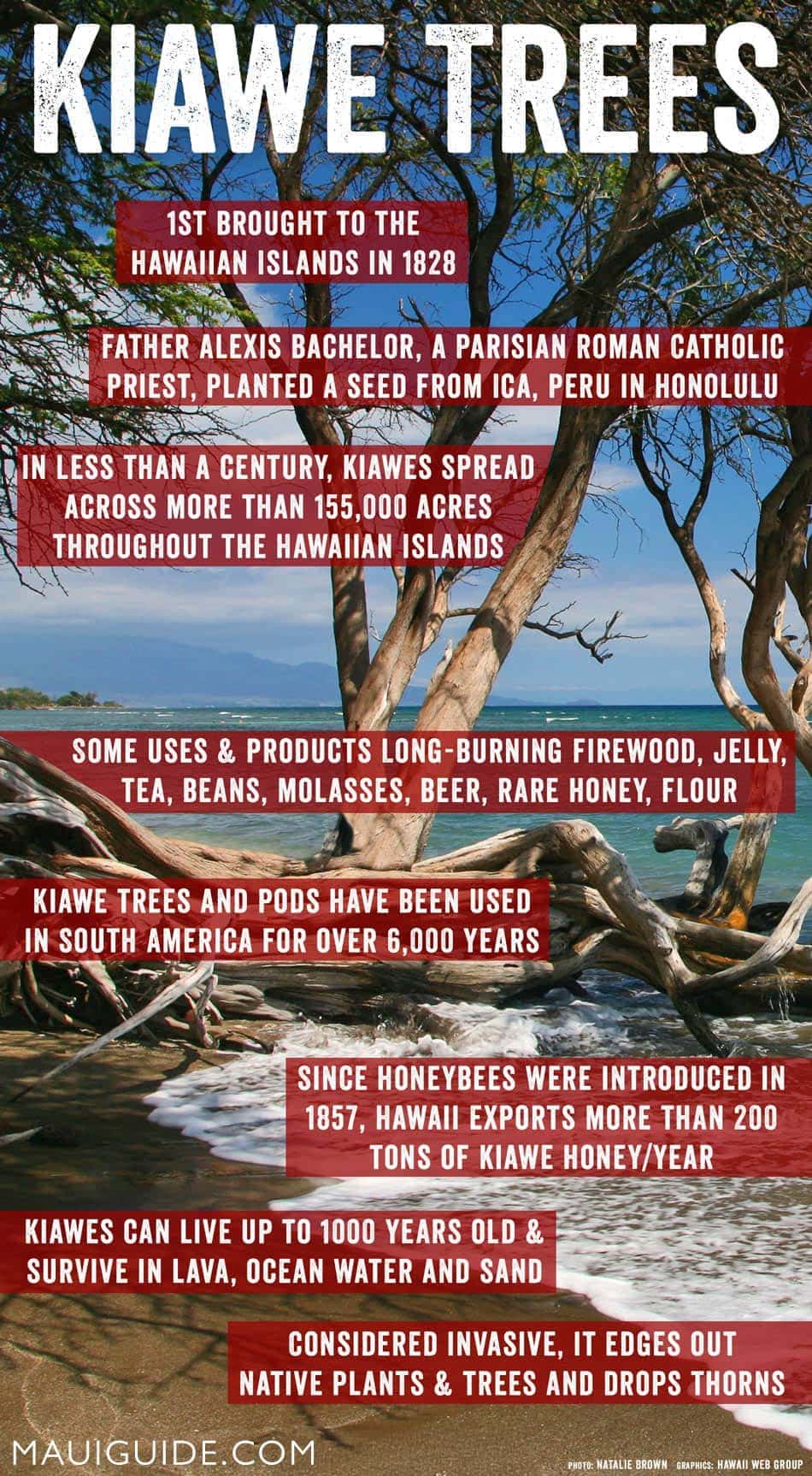Kiawe Trees in Hawaii