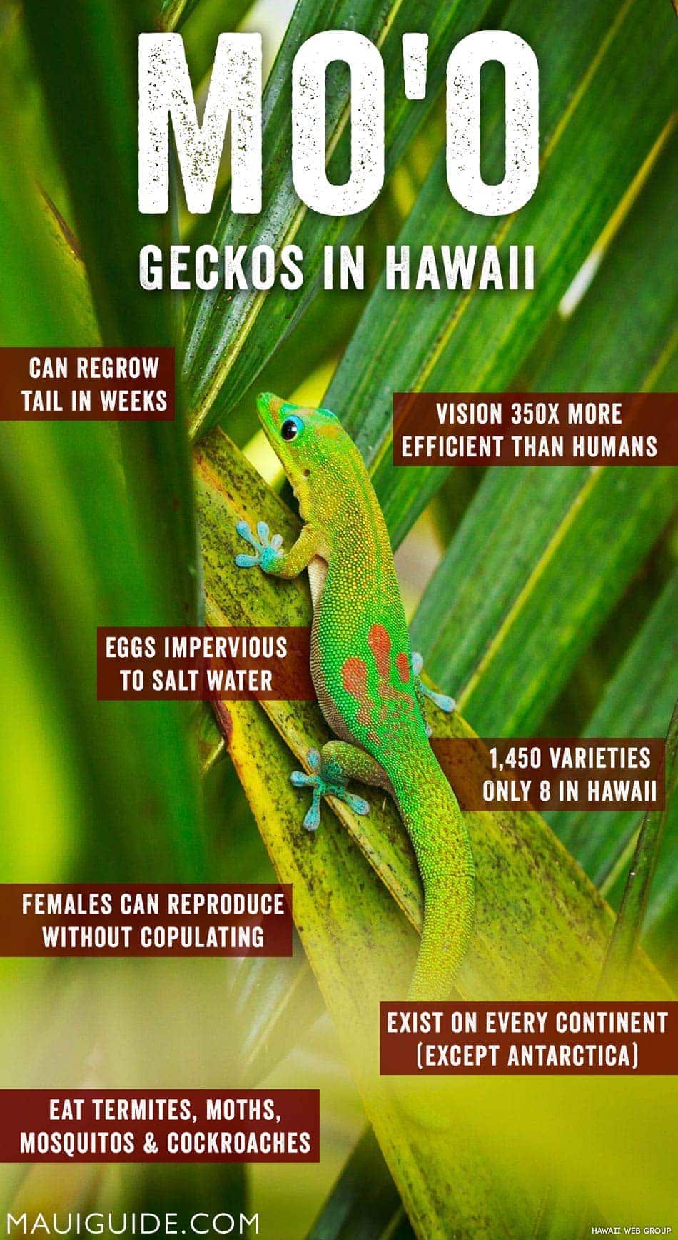 Gecko Hawaii Mo'o