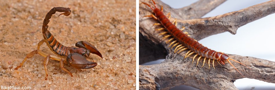 scorpions and centipedes