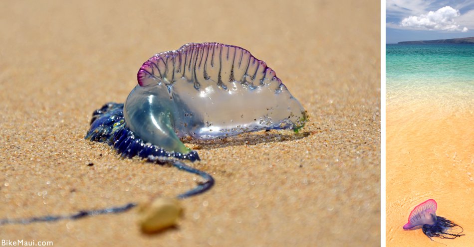 Portuguese Man-O-War (Bluebottle) on beach sand, Australia