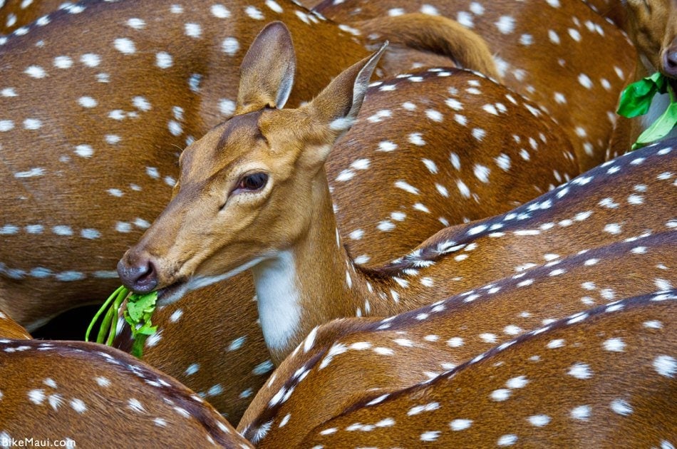 Maui deer