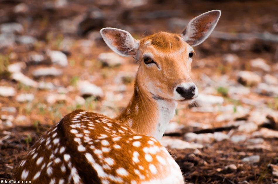 Hawaii deer