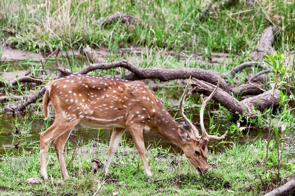 axis deer in Hawaii