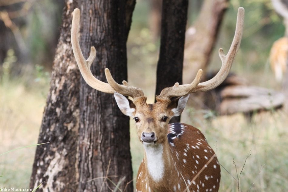 cheetal deer