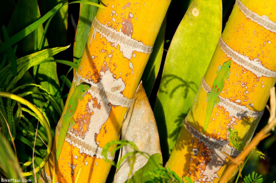 2 geckos on bamboo