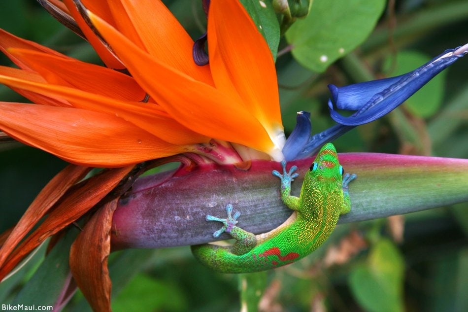 gecko in a bird of paradise