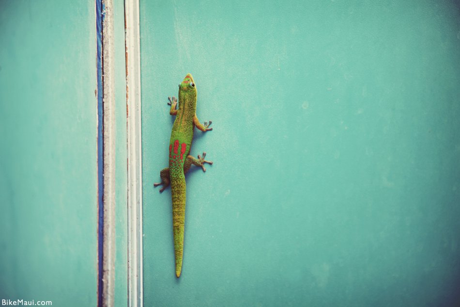 gecko wall vintage