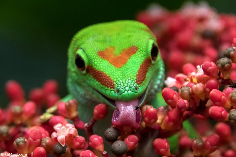 gecko tongue