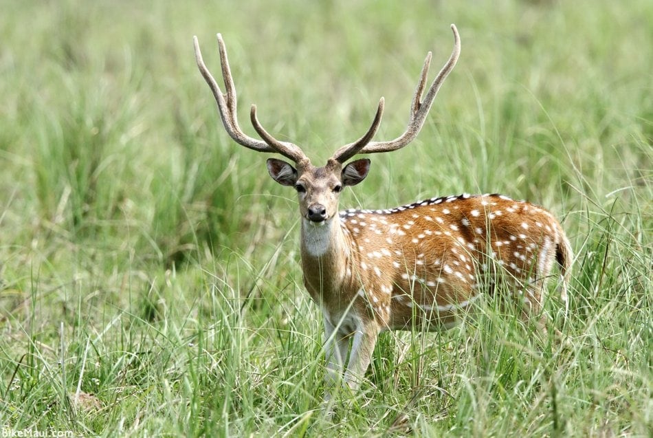 deer Maui Hawaii