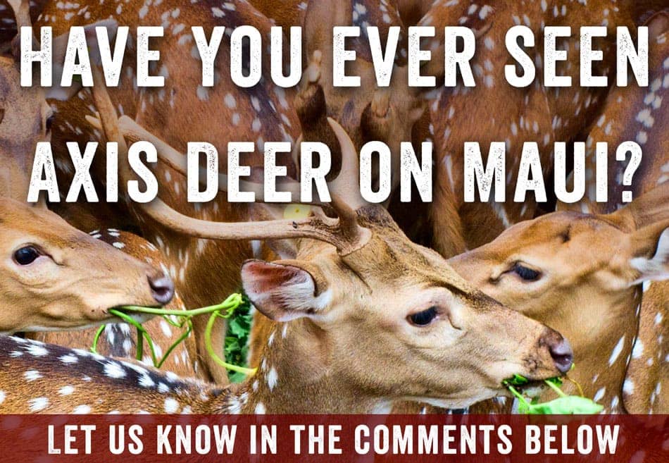 axis deer comment