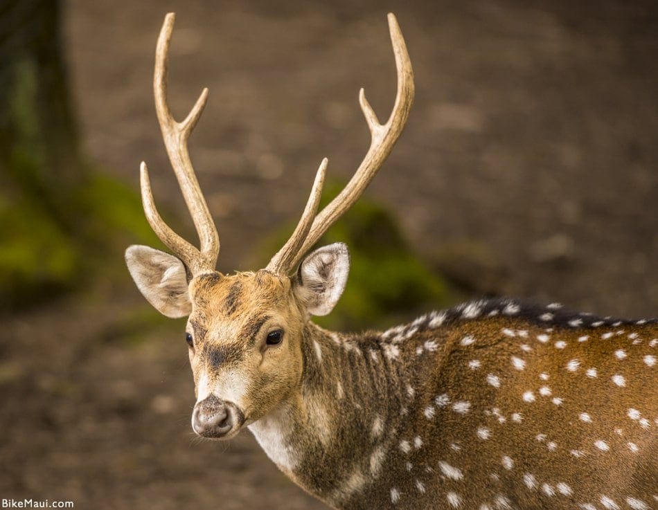 chital deer