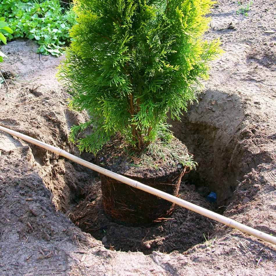 Plantera thuja till häck (guide)