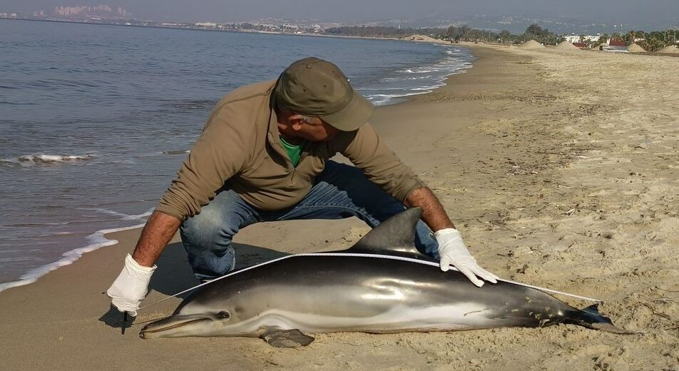 Kuşadası’nda yunus balığı karaya vurdu