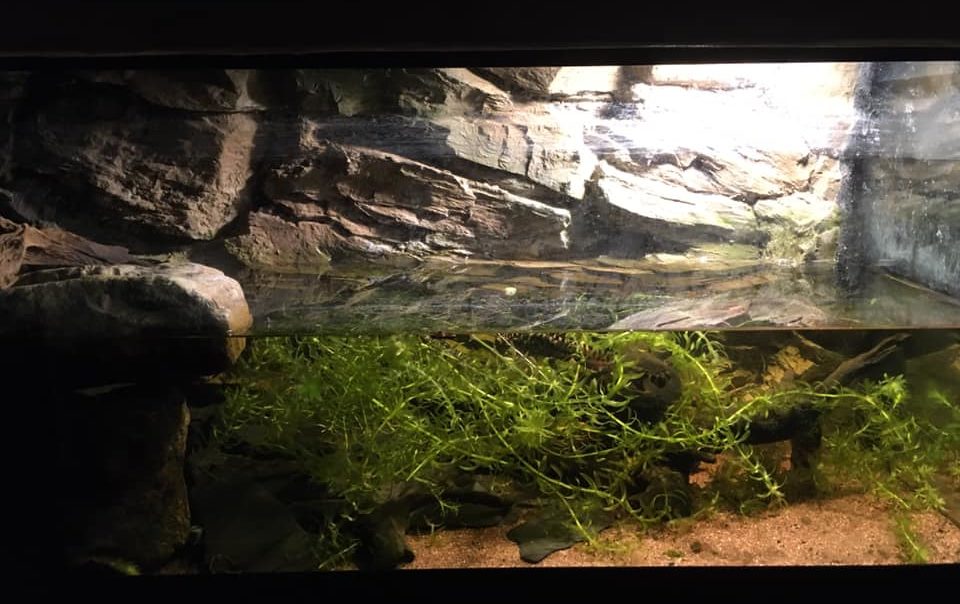 Triturus marmoratus aquarium photo by Giacomo Tonelli