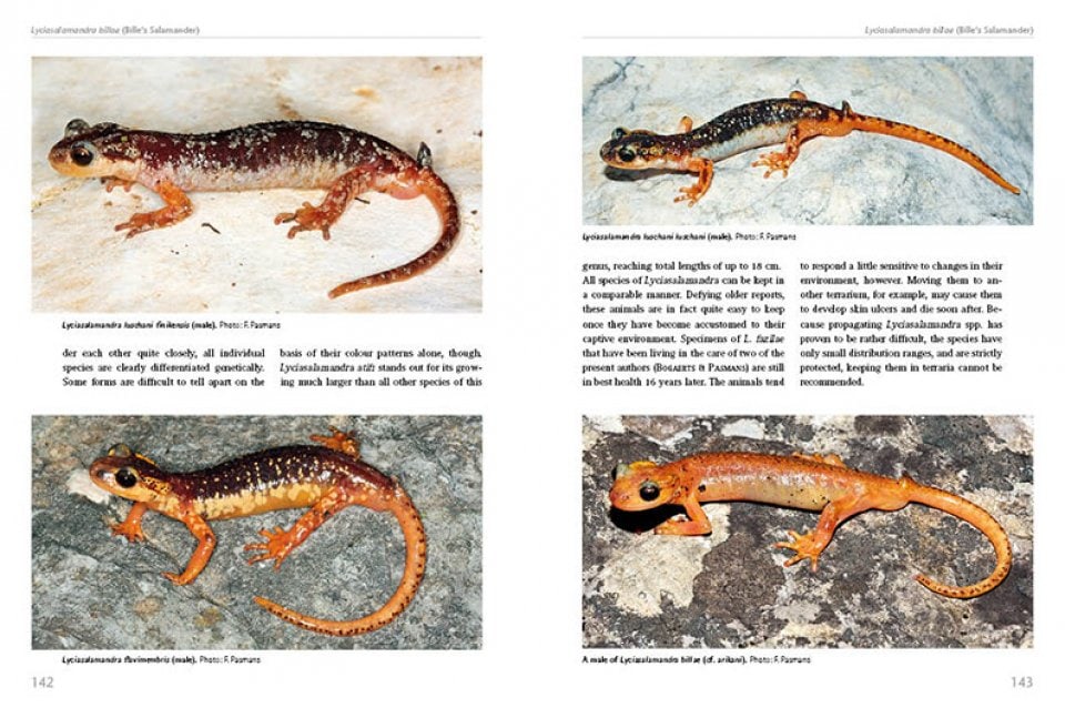 salamanders keeping and breeding page