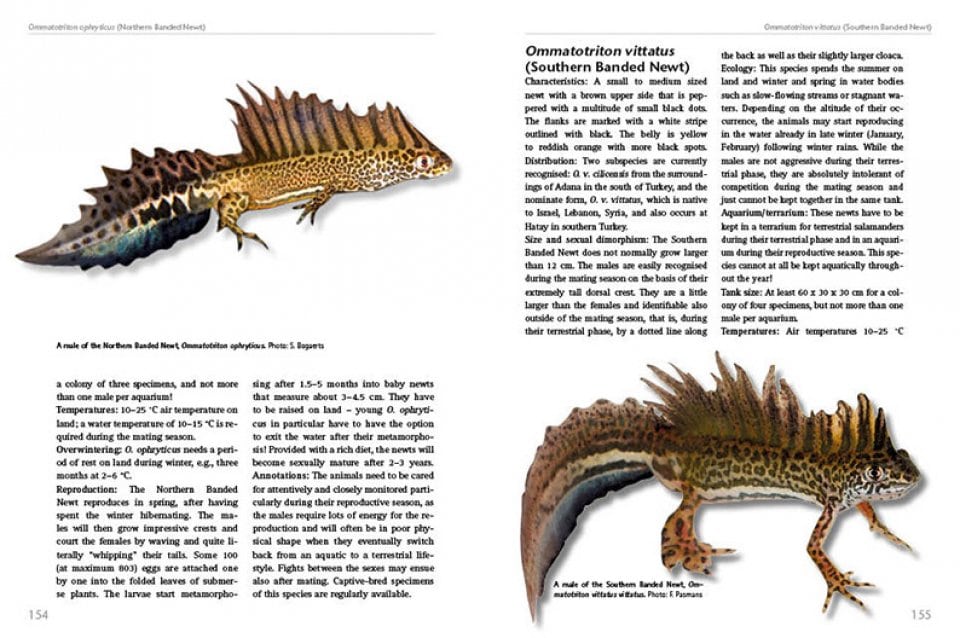 salamanders keeping and breeding page