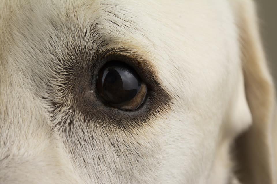 Ages And Growth Stages Of Puppy Development A Week By Week Guide
