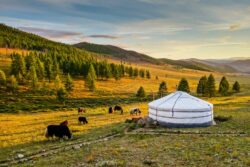 Mongolija putovanje: bela jurta i jakovi na livadi u zlatnoj svetlosti zalaska