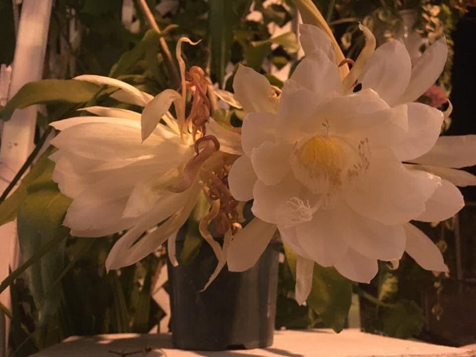 Transmissions from The Lilith Zone: Astrology, Magic, and Goddess Culture