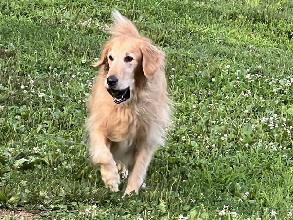 Riley carrying his Kong Extreme ball