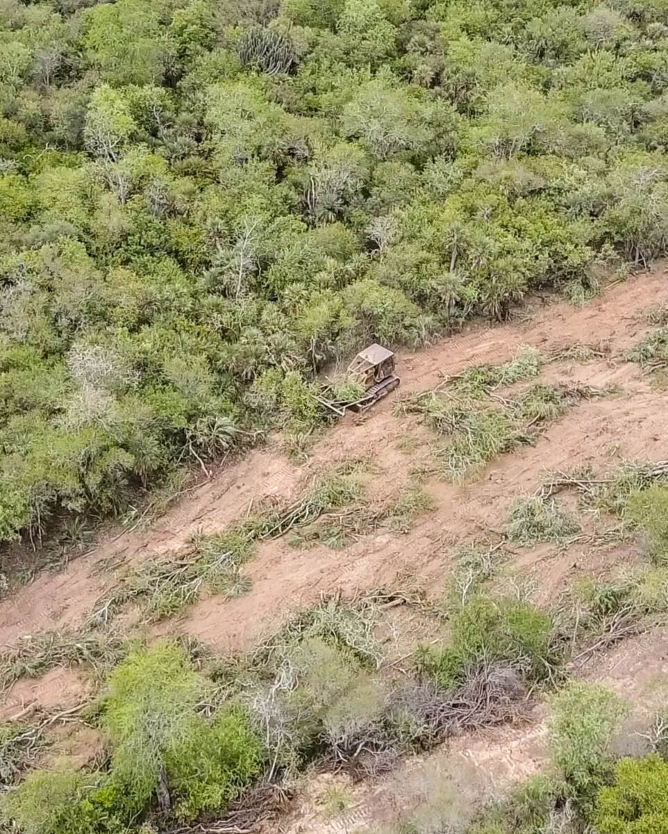 deforestation Gran Chaco