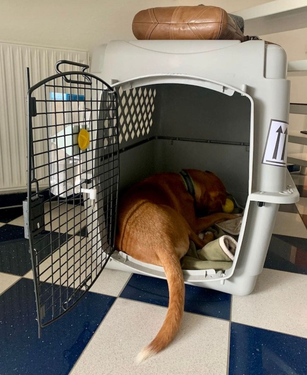 Dog sleeping in plastic crate