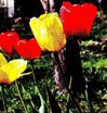 Тюльпаны