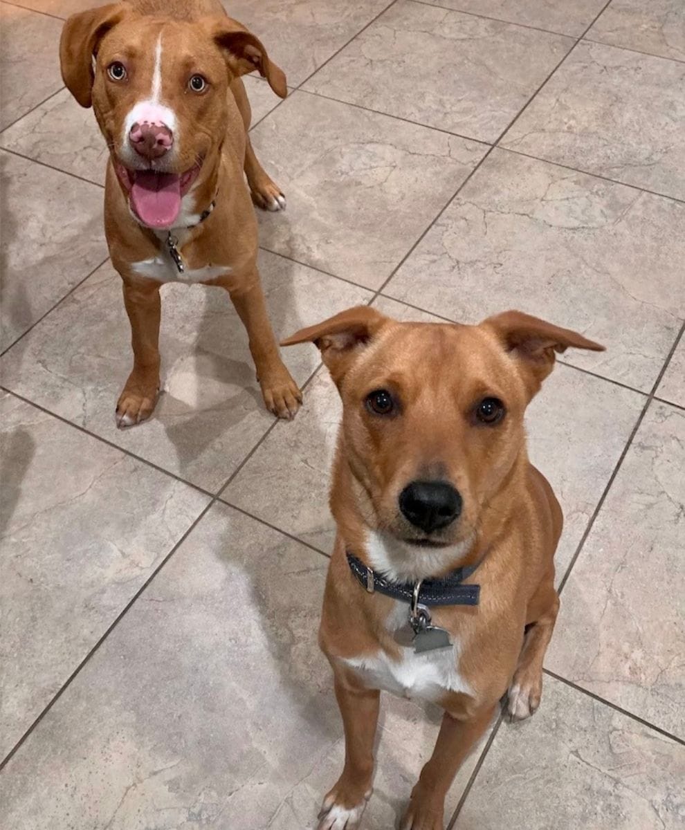 Dogs waiting for food