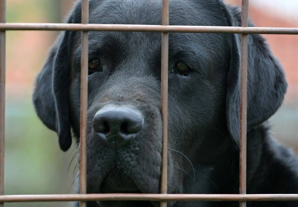 A black labrador face behind a wire mesh fence