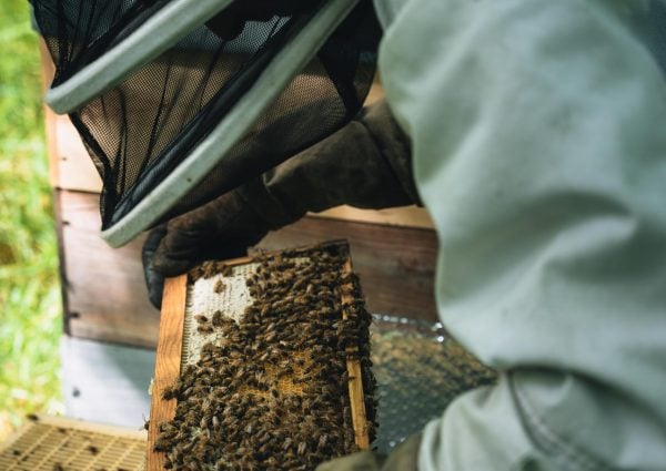 ruche abeille