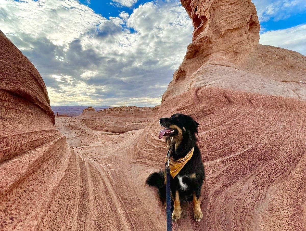 Dog hiking in red rocks