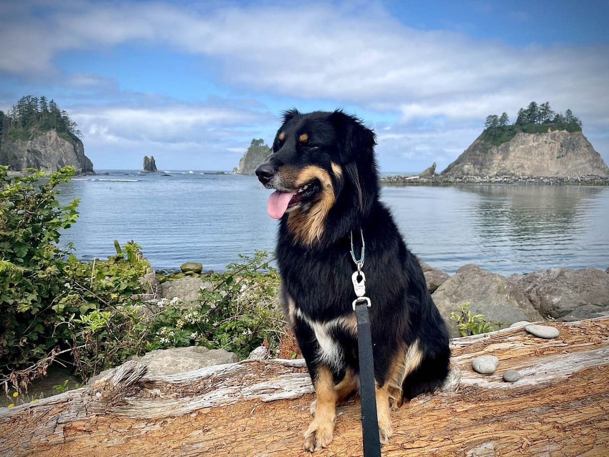 Dog hiking on the coast