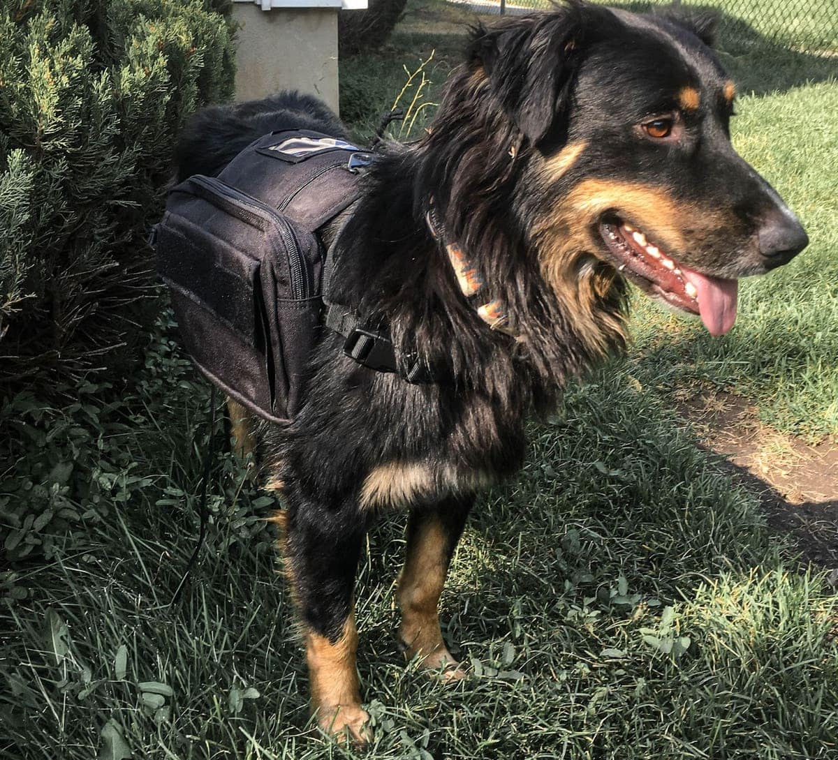 Dog wearing a backpack