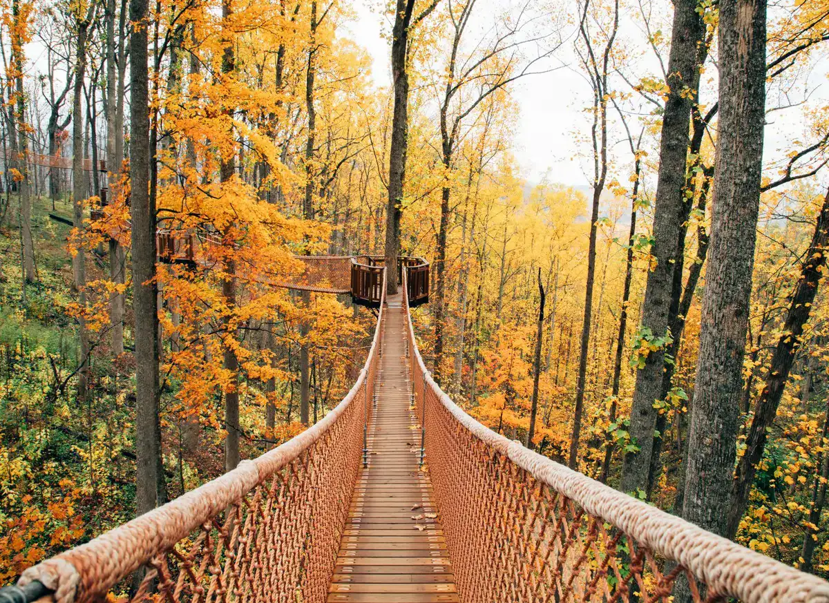 Treetop Skywalk Photo by Anakeesta
