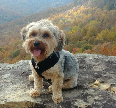Pet Friendly