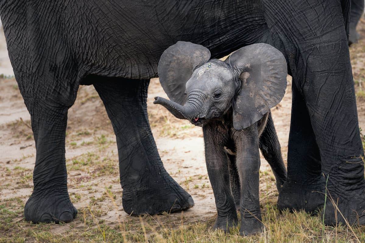 Baby elephant Tanzania safari A baby elephant and it's mother at Tarangire National Park in Tanzania